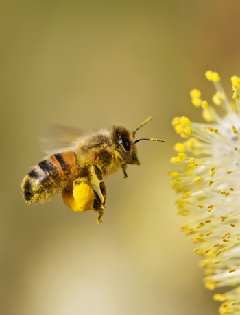 Mega Bienenfutter Aktion